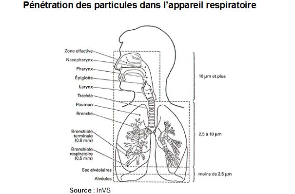 Shema : Pénétration des particules dans l’appareil respiratoire